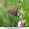 phengaris teleius uchkulan female1